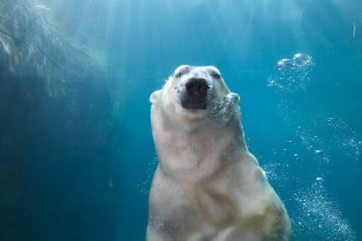 Copenhagen Zoo Skip The Line Ticket in Denmark - Start with the animals that draw a crowd