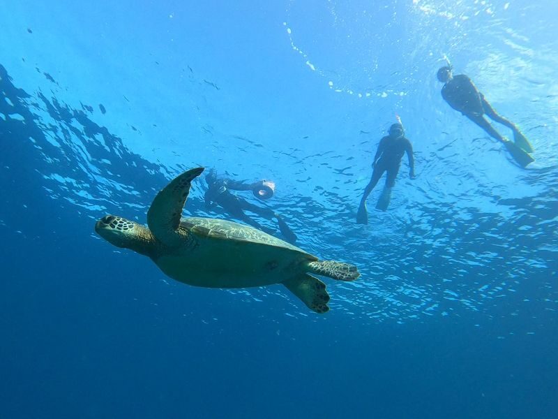 Coral and Sea Turtle Snorkeling - From Pushinushima shop to the water