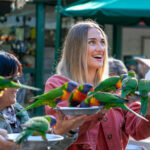 Currumbin Wildlife Sanctuary Ticket - Meet the koalas and kangaroos