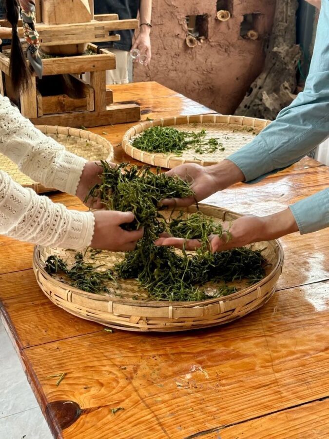 Dali Cangshan Tea Picking and Making Intangible Cultural Heritage Study Tour Experience - Picking leaves and making green tea