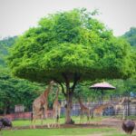Day Tour Khao Kheaw Open Zoo From Pattaya or Bangkok by TTD GLOBAL - The private ride from Pattaya or Bangkok