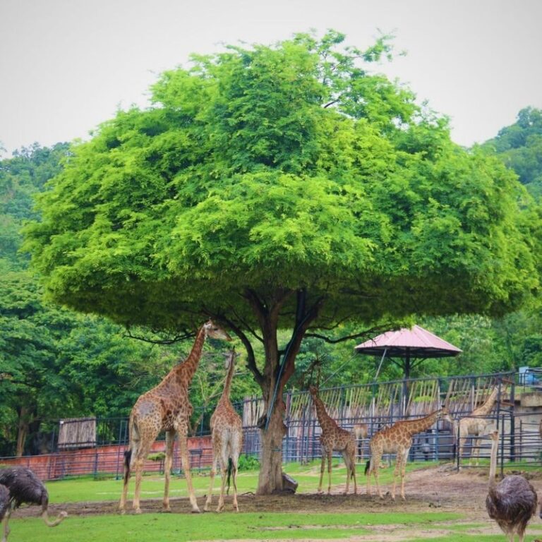 Day Tour Khao Kheaw Open Zoo From Pattaya or Bangkok by TTD GLOBAL - The private ride from Pattaya or Bangkok