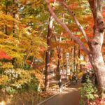 Day Trip from Sendai: Chuson-ji Temple Konjikido & Geibikei Gorge Cruise (Special Lunch Included) - Chuson-ji and Konjikido: the history-focused stop
