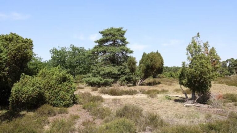 De Hoge Veluwe National Park ticket in Otterlo - Starting at one of three entrances