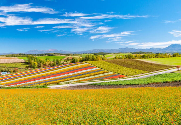 Departing at 11:00: Blue Pond Illumination & Ningle Terrace & Christmas Tree & Shirogane Blue Pond & Shikisai-no-Oka One-Day Tour | Departing from Sapporo - Farm Tomita: lavender, flowers and a good seasonal check