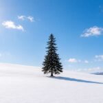 Departing from Sapporo: Furano & Biei Winter Day Tour | Shikisai-no-Oka Snow Play - Biei’s Christmas Tree: a quick winter portrait