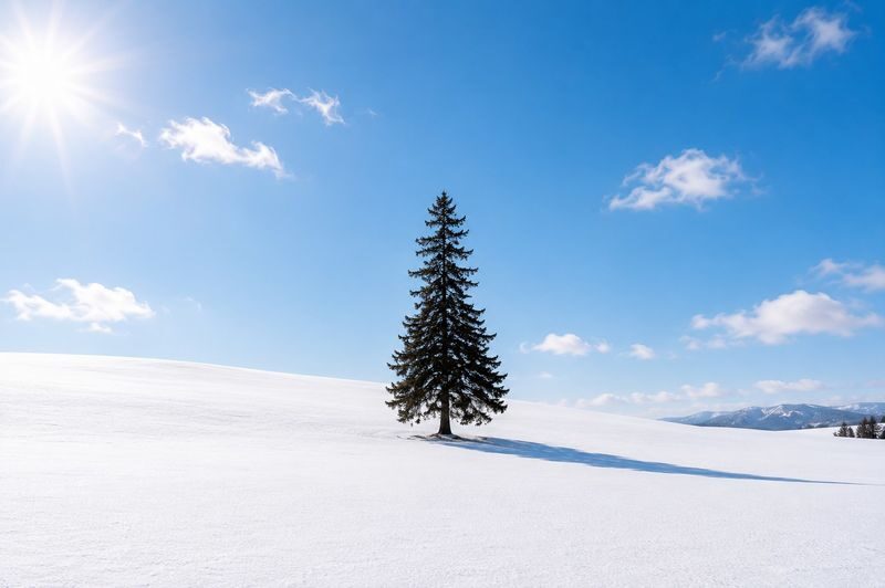 Departing from Sapporo: Furano & Biei Winter Day Tour | Shikisai-no-Oka Snow Play - Biei’s Christmas Tree: a quick winter portrait