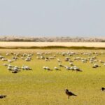 Deserta and Farol Islands boat tour from Faro - Deserta Island: a quieter shore and a short swim stop