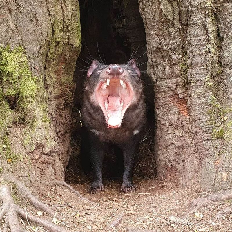Devils at Cradle Day and Night Animal Feeding Tour - The 5:30 pm keeper-led evening visit