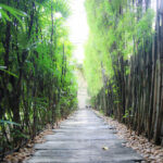 Divana Nurture Spa at Sukhumvit 11 in Bangkok - The first hour: foot soak, Thai massage, and tea