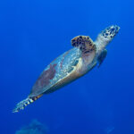 Dive Dip: Discover Scuba Diving in Padang Bai with PADI Dive Center - How much the instructor ratio matters