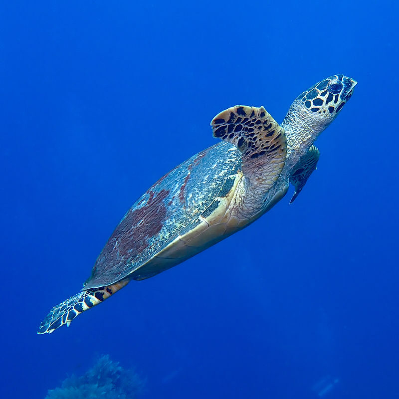 Dive Dip: Discover Scuba Diving in Padang Bai with PADI Dive Center - How much the instructor ratio matters