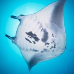 Dive into Nusa Penida: Scuba Discovery with 2 Dives with PADI Center - Two boat outings, with lunch in between