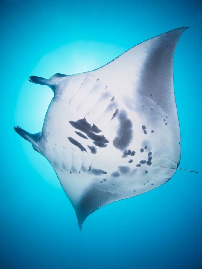 Dive into Nusa Penida: Scuba Discovery with 2 Dives with PADI Center - Two boat outings, with lunch in between