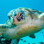 Dive Today!PADI Discover Scuba Diving in Komodo with PADI 5 Star IDC - A 7:00 a.m. start and a small group