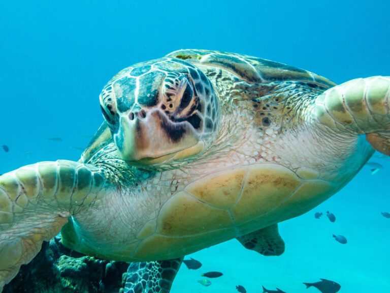 Dive Today!PADI Discover Scuba Diving in Komodo with PADI 5 Star IDC - A 7:00 a.m. start and a small group