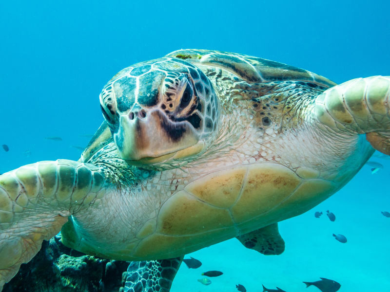 Dive Today!PADI Discover Scuba Diving in Komodo with PADI 5 Star IDC - A 7:00 a.m. start and a small group