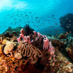 Diving / Open Water Course at Menjangan Marine Park by Dive Concepts - What the Scuba Diving Initiation includes