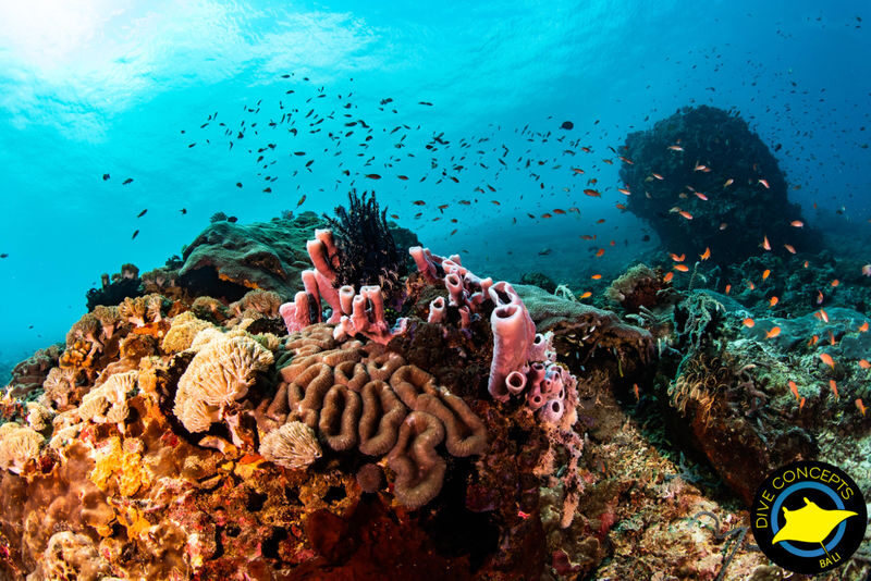 Diving / Open Water Course at Menjangan Marine Park by Dive Concepts - What the Scuba Diving Initiation includes