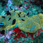 Diving Tour for Non-Certified Divers by Bali Diving - Getting comfortable with scuba equipment