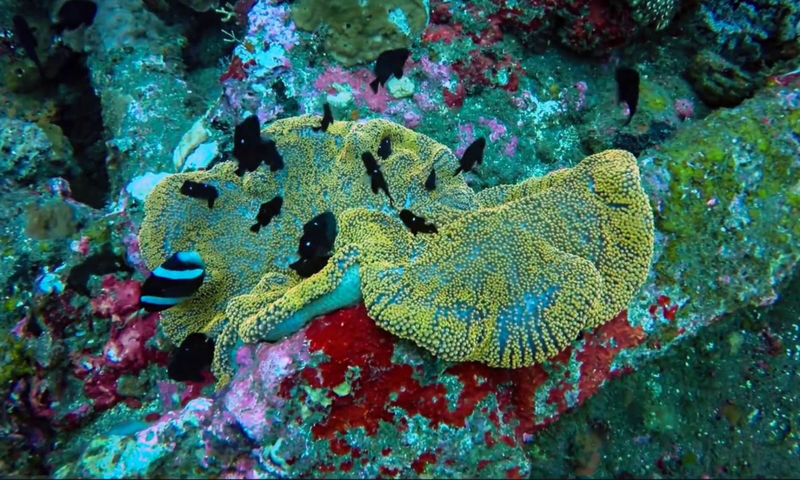 Diving Tour for Non-Certified Divers by Bali Diving - Getting comfortable with scuba equipment