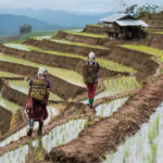 Doi Inthanon National Park Day Tour in Chiang Mai - Reaching Thailand’s highest point