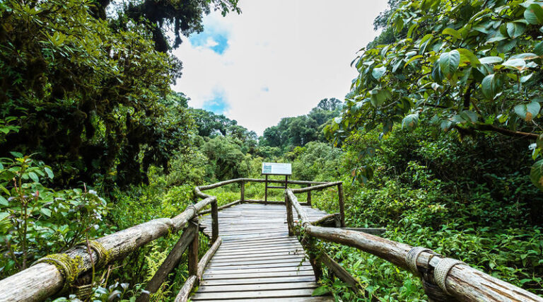 Doi Inthanon National Park Full-Day Small Group Tour - A Karen village stop with tea, coffee and local craft