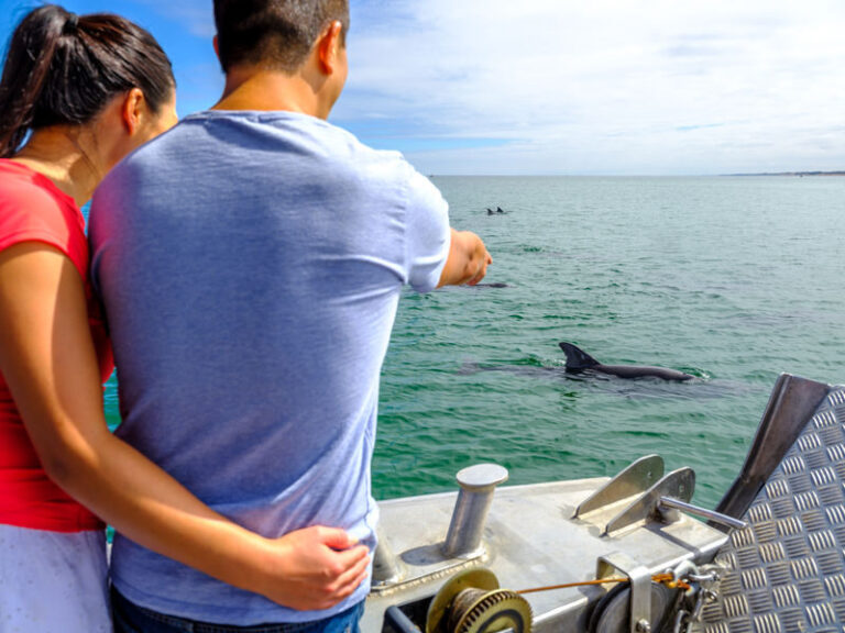 Dolphin Eco-Cruise at Dolphin Discovery Centre in Bunbury - The boat, the commentary, and the wildlife
