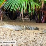 Dolphin Mangrove Cruise and Sarawak Cultural Village Tour in Kuching - Wildlife watching takes patience