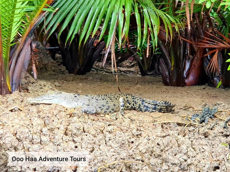 Dolphin Mangrove Cruise and Sarawak Cultural Village Tour in Kuching - Wildlife watching takes patience