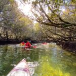 Dolphin Sanctuary Mangroves Tour - What the 90-minute paddle involves