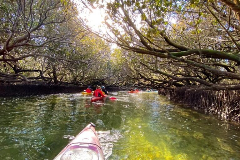Dolphin Sanctuary Mangroves Tour - What the 90-minute paddle involves