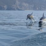 Dolphin Watching Experience in Arrabida Natural Park - A boat ride with more to see than wildlife