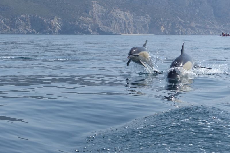 Dolphin Watching Experience in Arrabida Natural Park - A boat ride with more to see than wildlife