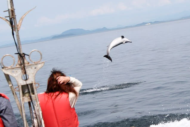 Dolphin Watching in Kumamoto - What the one-hour trip feels like
