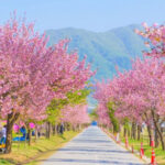 Double Cherry Blossom & Seasonal Landscape Day Tour from Seoul - Semiwon and Dumulmeori: the quiet start