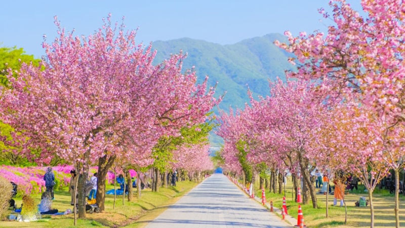 Double Cherry Blossom & Seasonal Landscape Day Tour from Seoul - Semiwon and Dumulmeori: the quiet start