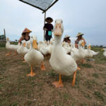 Duck Farm Experience Hoi An & Coconut Basket Boat Ride - Leading the flock at Duck Stop