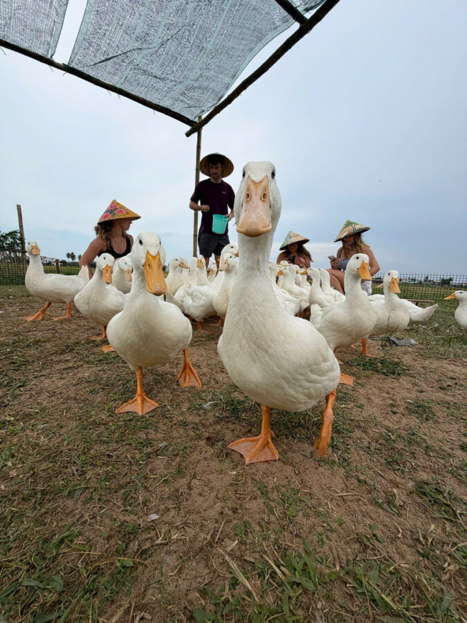 Duck Farm Experience Hoi An & Coconut Basket Boat Ride - Leading the flock at Duck Stop