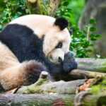 Dujiangyan Panda Valley - Pandas, red pandas, and a wooded setting