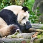Dujiangyan & Panda Valley Day Tour in Chengdu + Sichuan Opera Performance - Dujiangyan’s Fish Mouth and Feisha Weir