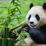 Dujiangyan Panda Valley & Red Panda Forest Private Tour with Feeding & Photos - Starting with the giant pandas