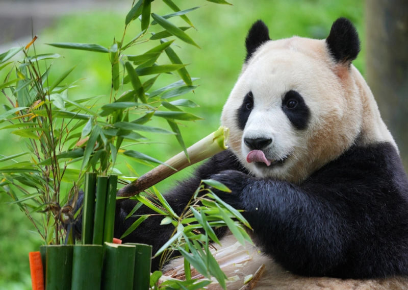 Dujiangyan Panda Valley & Red Panda Forest Private Tour with Feeding & Photos - Starting with the giant pandas