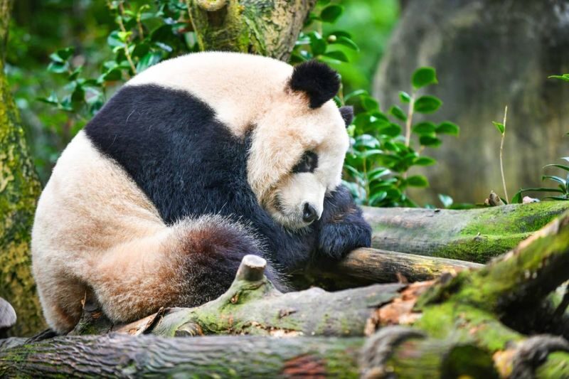 Dujiangyan Panda Valley - Pandas, red pandas, and a wooded setting