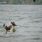 Eagle Feeding Experience in Kuala Selangor - What the eagle feeding really means