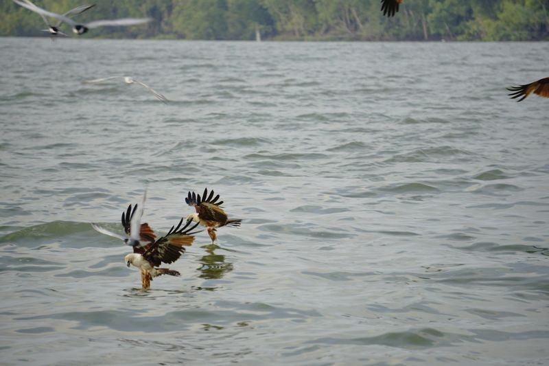 Eagle Feeding Experience in Kuala Selangor - What the eagle feeding really means