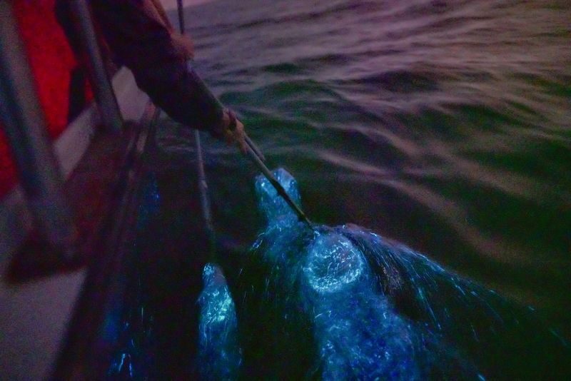Eagle Feeding, Fireflies & Blue Tears Experience in Kuala Selangor - Fireflies among the mangroves