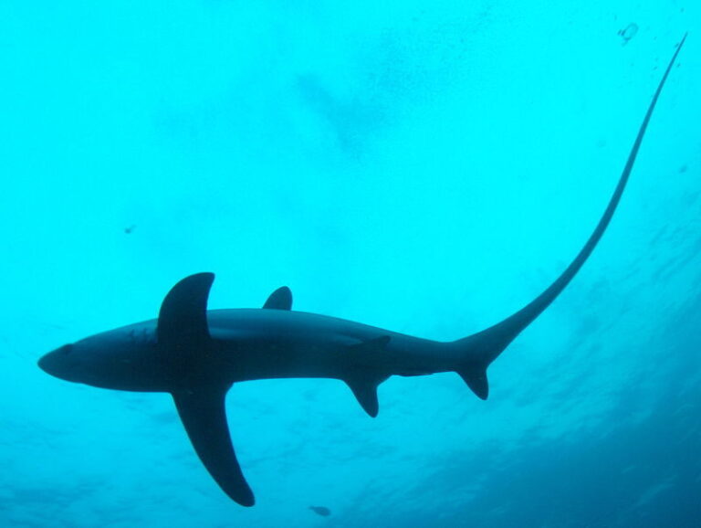 Early Morning Thresher Shark Dive in Malapascua with PADI 5* Center