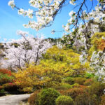 Early Spring Cherry Blossom Limited: Kyushu Saga | Mifuneyama Rakuen & Yutoku Inari Shrine & Dazaifu Tenmangu Shrine & Ouo Shrine & Asahigaoka Park | Departing from Fukuoka - Dazaifu Tenmangu: a gentle start among the blossoms
