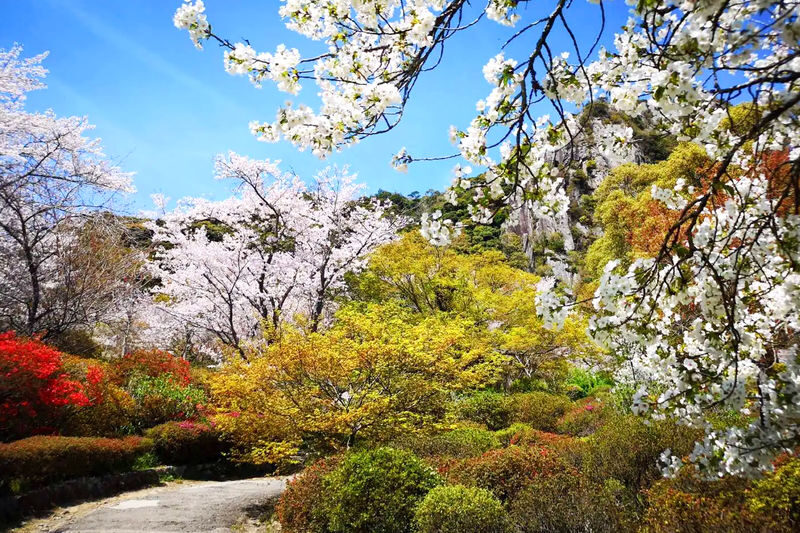 Early Spring Cherry Blossom Limited: Kyushu Saga | Mifuneyama Rakuen & Yutoku Inari Shrine & Dazaifu Tenmangu Shrine & Ouo Shrine & Asahigaoka Park | Departing from Fukuoka - Dazaifu Tenmangu: a gentle start among the blossoms